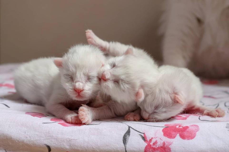 Kitten Care  Turkish Angora Kittens For Sale - Chateaumane