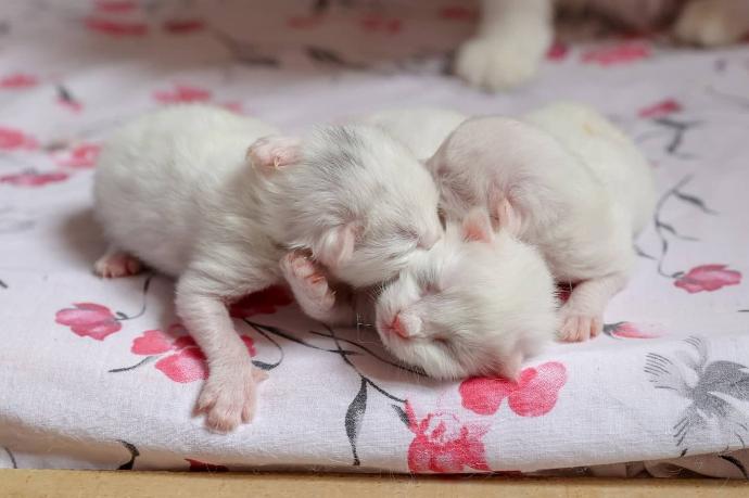 turkish angora lifespan