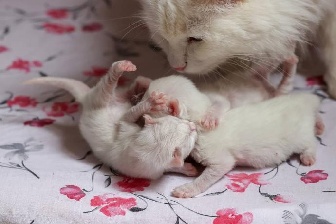 turkish angora